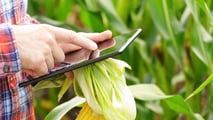 Sensori e sistemi smart per gestire la fertirrigazione del mais a goccia
