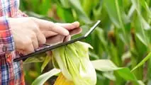 Sensori e sistemi smart per gestire la fertirrigazione del mais a goccia