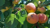 Protocollo operativo per gestire le lesioni da grandine su vite e fruttiferi già dopo 24-72 ore con valutazione del danno