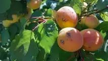Protocollo operativo per gestire le lesioni da grandine su vite e fruttiferi già dopo 24-72 ore con valutazione del danno