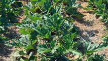 Uso pratico dei biostimolanti per aumentare la resilienza delle colture ortofrutticole a siccità, caldo e stress del suolo integrando irrigazione e gestione agronomica