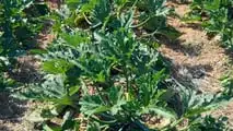 Uso pratico dei biostimolanti per aumentare la resilienza delle colture ortofrutticole a siccità, caldo e stress del suolo integrando irrigazione e gestione agronomica