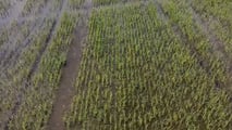 Scelte agronomiche e investimenti in macchine a basse emissioni per ridurre l’urea in risaia sfruttando incentivi PAC, PSN, FEASR e bandi regionali