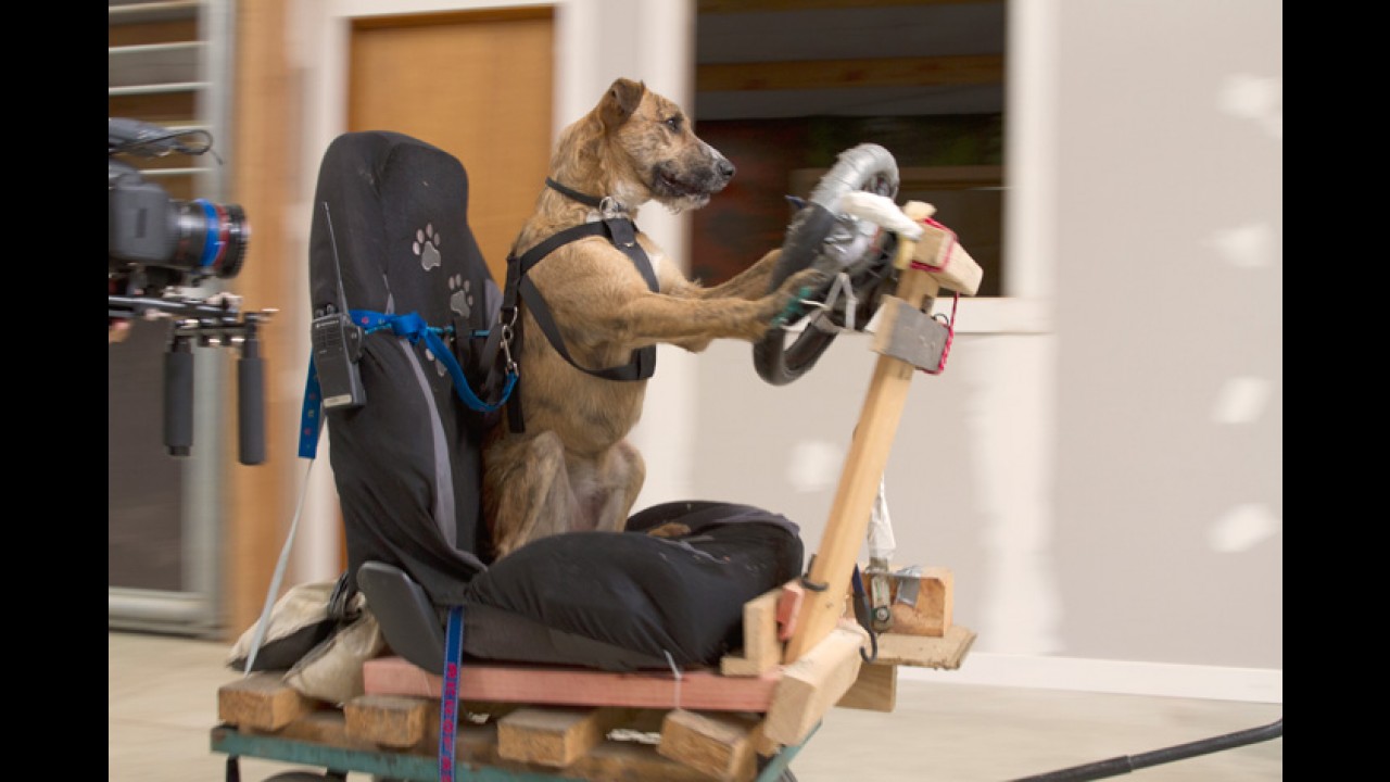 Conheça Porter, o primeiro cão motorista do mundo