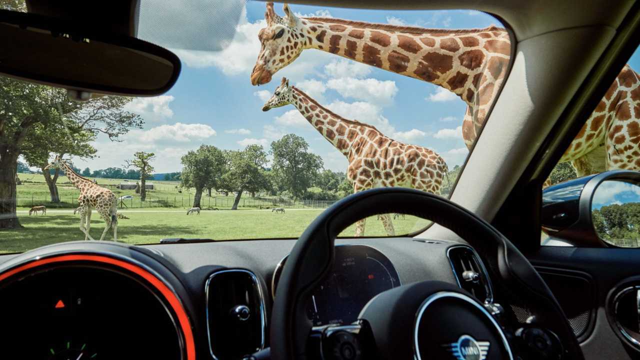 Mini Countryman PHEV Longleat Safari Park