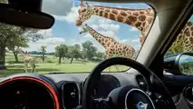 Mini Countryman PHEV Longleat Safari Park