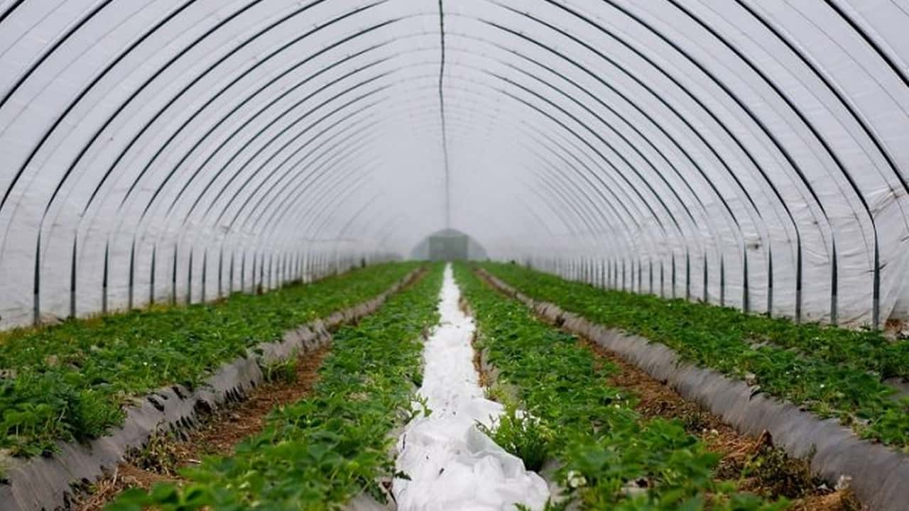 Florovivaismo: serre D/10, servono chiarimenti normativi
