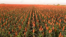 Foto - Seminart: la raccolta del sorgo Toretto seminato da Giulia
