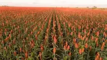 Foto - Seminart: la raccolta del sorgo Toretto seminato da Giulia