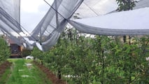 Protocollo operativo per gestire le lesioni da grandine su vite e fruttiferi già dopo 24-72 ore con valutazione del danno