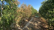 Uso pratico dei biostimolanti per aumentare la resilienza delle colture ortofrutticole a siccità, caldo e stress del suolo integrando irrigazione e gestione agronomica