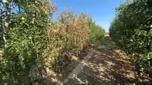Uso pratico dei biostimolanti per aumentare la resilienza delle colture ortofrutticole a siccità, caldo e stress del suolo integrando irrigazione e gestione agronomica
