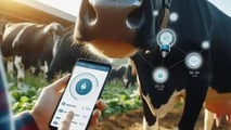 Bolus ruminali e sensori interni per l’estro bovino: applicazioni 2026