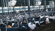 Stress da caldo ruminanti 2026: strategie nutrizionali e di stalla efficaci