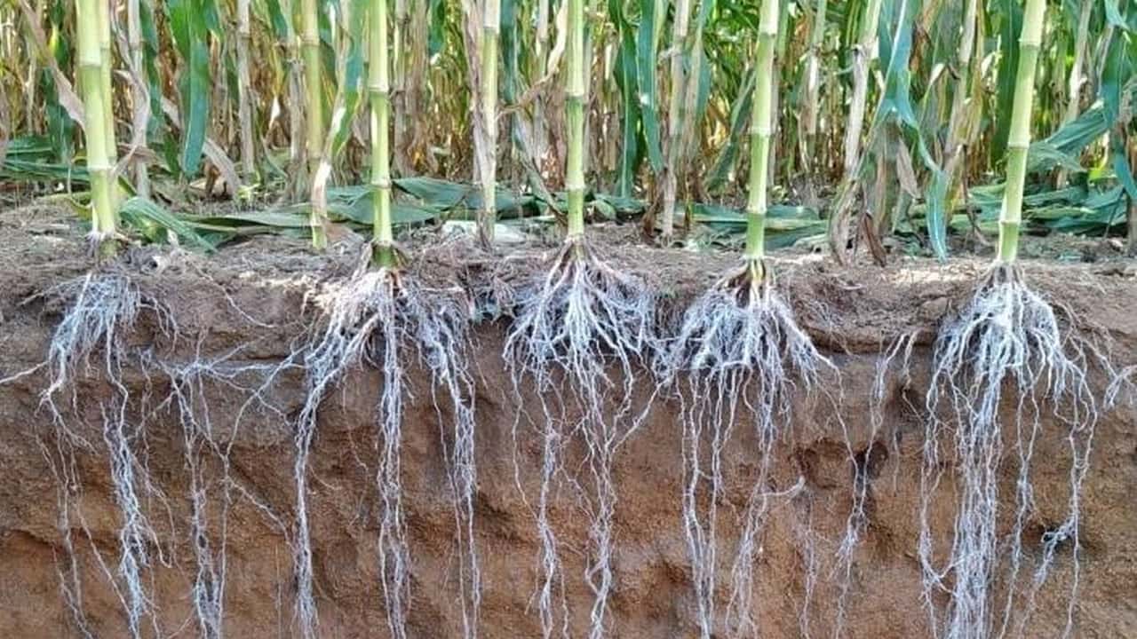 Ibridi di mais a taglia bassa e gestione irrigua, dall’architettura radicale alla programmazione di turni e volumi con fertirrigazione e sensori di campo