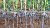 Ibridi di mais a taglia bassa e gestione irrigua, dall’architettura radicale alla programmazione di turni e volumi con fertirrigazione e sensori di campo