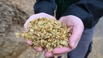 Quali ibridi di mais a taglia bassa hanno più senso per zootecnia e biogas