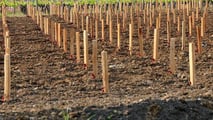 Organizzazione del cantiere per reimpianto di vite tardivo con corretta sequenza di lavorazioni, scelta delle trattrici, gestione irrigua e manutenzione 
