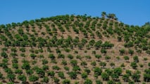 L'avocado made in Italy cresce: 1.200 ettari coltivati, prezzi a 6 euro al chilo e domanda interna che non smette di salire. Ecco lo stato del settore