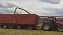 Costi di raccolta e insilamento del triticale nel 2026