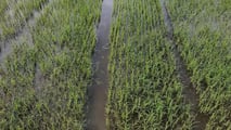 Scelte agronomiche e investimenti in macchine a basse emissioni per ridurre l’urea in risaia sfruttando incentivi PAC, PSN, FEASR e bandi regionali