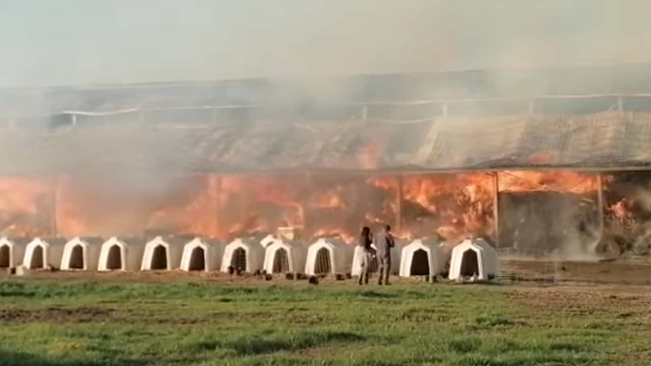 Polizze catastrofali e fondo mutualistico: cosa conviene alle imprese agricole miste?