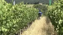 Enovitis in Campo 2026: tutte le novità tra i filari del Chianti