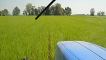 Società semplice agricola: chi risponde per la sicurezza?