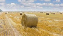 Quanta paglia di orzo pressare e vendere ad agosto senza perdere fertilità