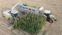 Come ribilanciare frumento, sorgo e mais nei piani foraggeri