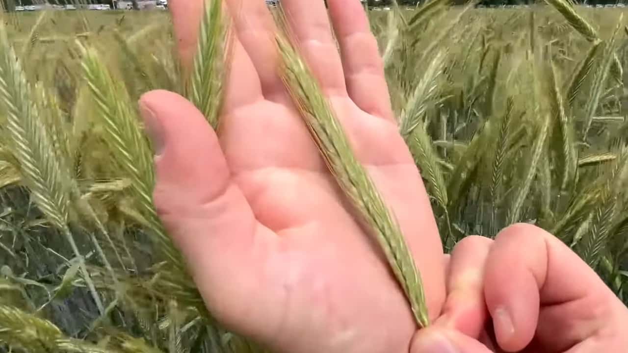 Perché la segale ibrida sta entrando nelle aziende da latte