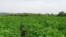 Canapa: la coltura alternativa per il 2023