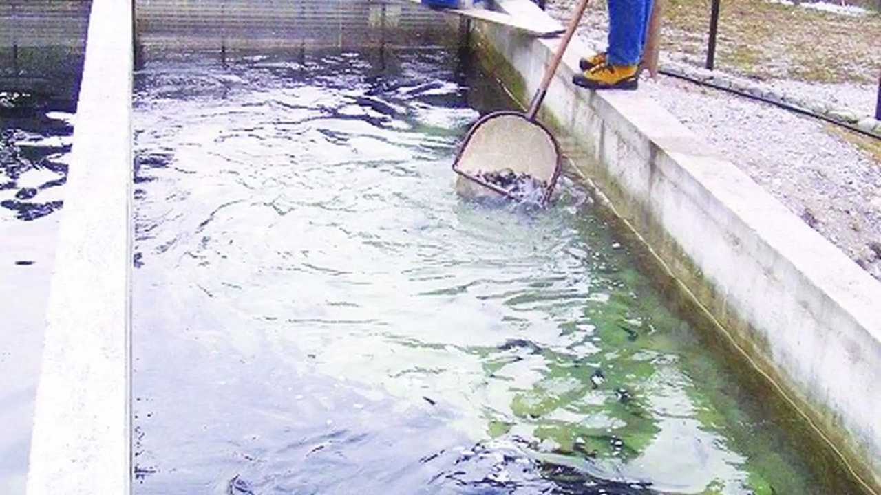 ICI nel settore ittico: variazione di categoria catastale
