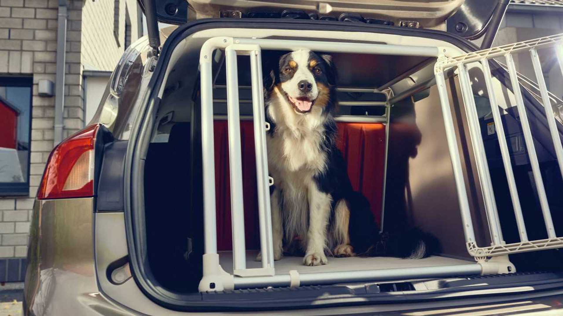 securing dog in boot