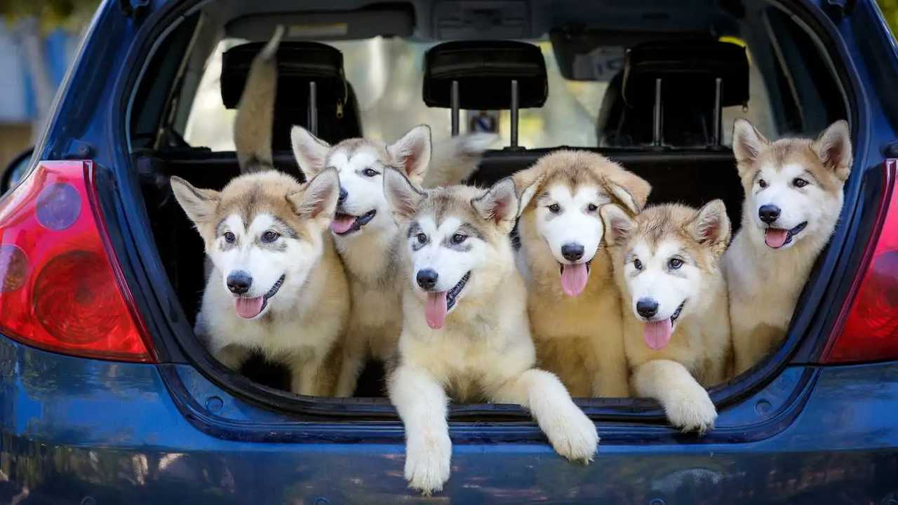 Breeder taking Alaskan Malamute puppy dogs for vaccinations