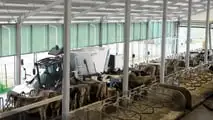 Faresin: nuovi carri unifeed e telehandlers a Fieragricola 2024