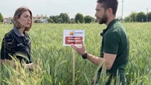 Prova varietale Seminard: dalla semina di novembre alla trinciatura, il confronto in campo tra frumento e triticale foraggeri.