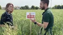 Prova varietale Seminard: dalla semina di novembre alla trinciatura, il confronto in campo tra frumento e triticale foraggeri.