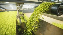 La raccolta è il vero collo di bottiglia della luppolicoltura italiana: dal training dei tralci alla scelta tra raccolta manuale, agevolata o meccanizzata.