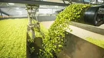 La raccolta è il vero collo di bottiglia della luppolicoltura italiana: dal training dei tralci alla scelta tra raccolta manuale, agevolata o meccanizzata.