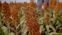 Sorgo e agricoltura di precisione: sensori, mappe di resa e macchine connesse