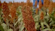 Sorgo e agricoltura di precisione: sensori, mappe di resa e macchine connesse