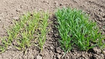 Ramularia dell'orzo: come difendersi dal seme in poi