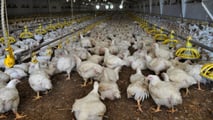Avicoli, suini, bovini: ventilazione, acqua, fogging e pannelli evaporativi sotto pressione; il caldo estremo alza mortalità