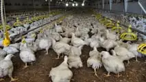 Avicoli, suini, bovini: ventilazione, acqua, fogging e pannelli evaporativi sotto pressione; il caldo estremo alza mortalità