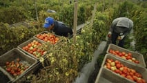 Sgravi contributivi 2026 per le aziende agricole nella ZES