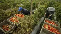 Sgravi contributivi 2026 per le aziende agricole nella ZES