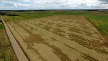 Allettamento cereali 2026: cause climatiche e danni