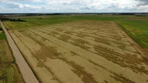 Allettamento cereali 2026: cause climatiche e danni