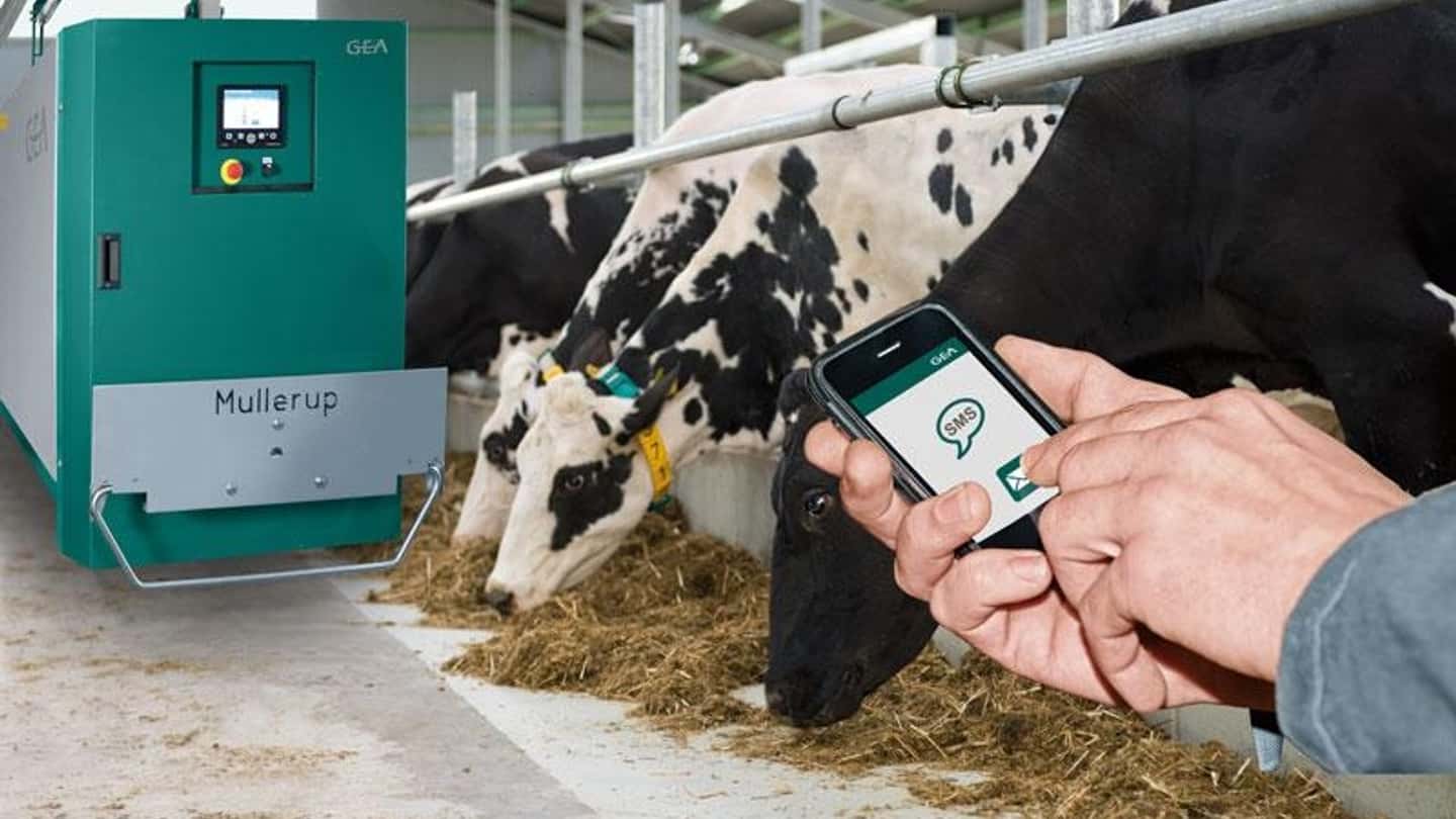 Formulare mangimi senza soia: strategie e fonti proteiche locali